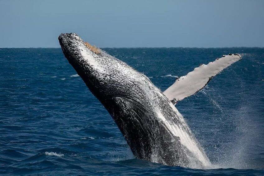 A whale breaching with its tail visible above the water. 2