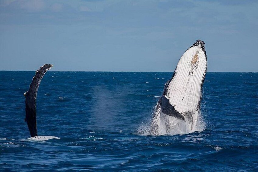 A whale breaching with its tail flukes visible above the water. 4
