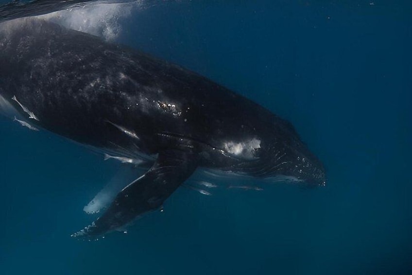 A large whale swimming underwater. 3