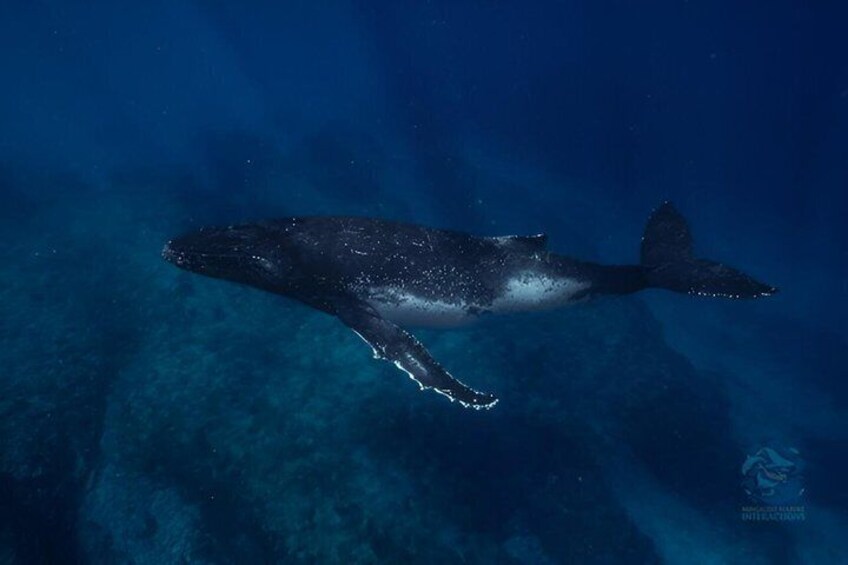 Swim with Humpback Whales Adventure 1