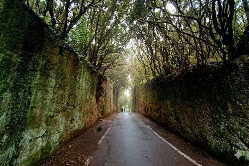 A narrow road flanked by moss-covered stone walls, leading into a forested area. 1