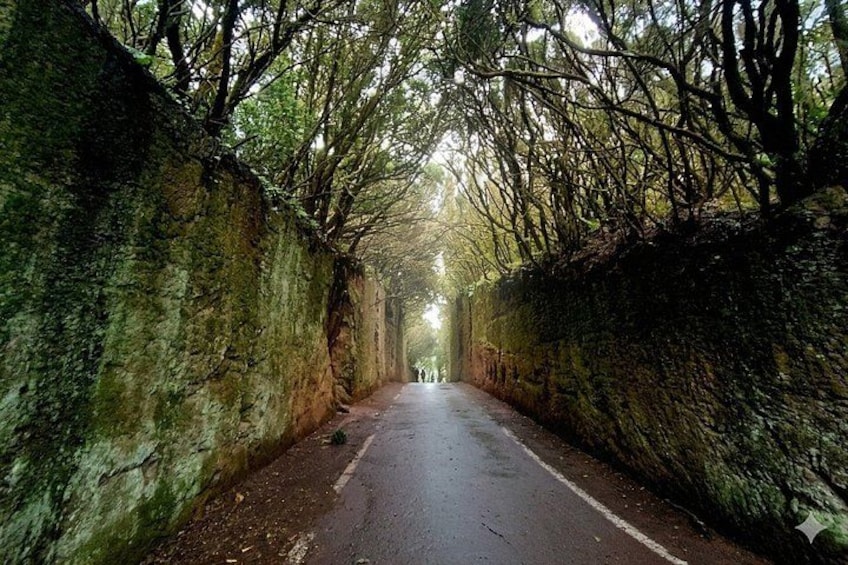 A narrow road flanked by moss-covered stone walls, leading into a forested area. 4