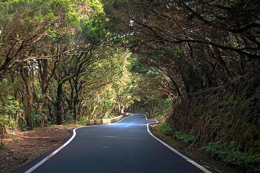 A winding road surrounded by dense trees. 3