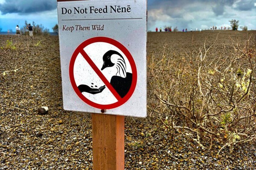 A sign with a duck and a prohibition symbol, warning not to feed the ducks. 2