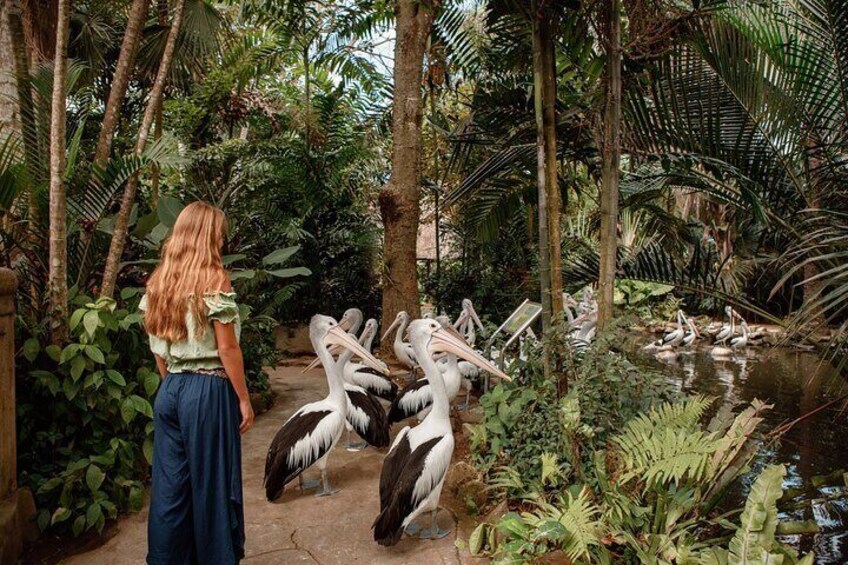 A woman standing in a lush garden with large birds, likely pelicans, near a pond. 1