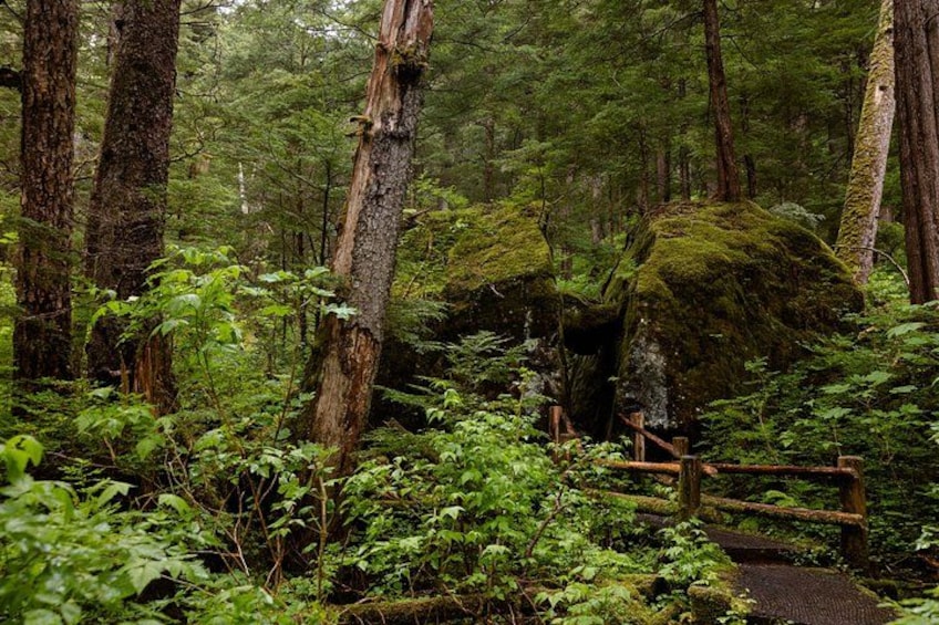 A forest with tall trees, a moss-covered rock, and a wooden bridge. 5
