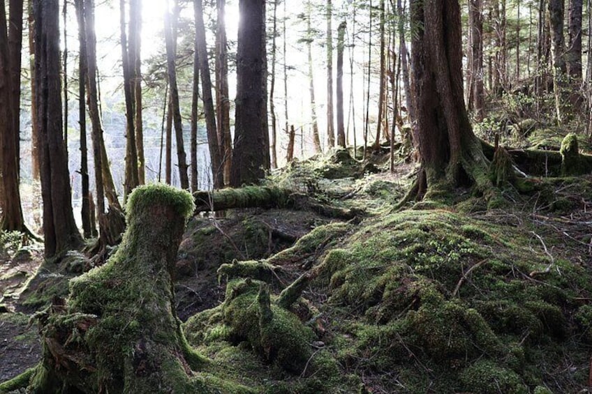 Private Guided Hiking Tours in Sitka, Alaska 3