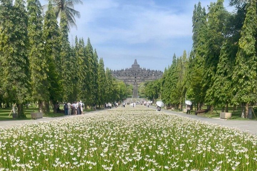 A park with a field of white flowers, tall trees, and a distant temple. 1