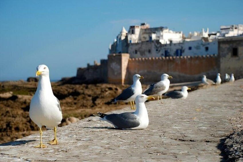 Seagulls on a concrete surface with a building in the background. 2