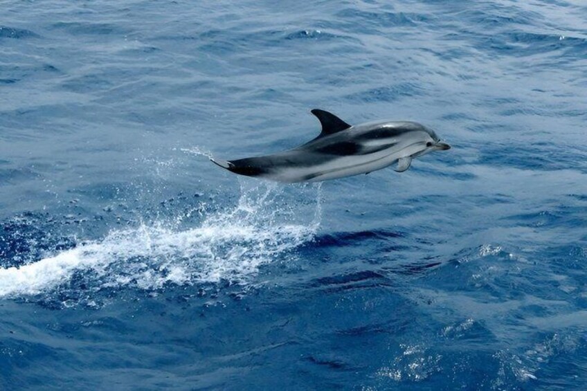 Whale Watching and Sailing Adventure in the Pelagos Sanctuary 1