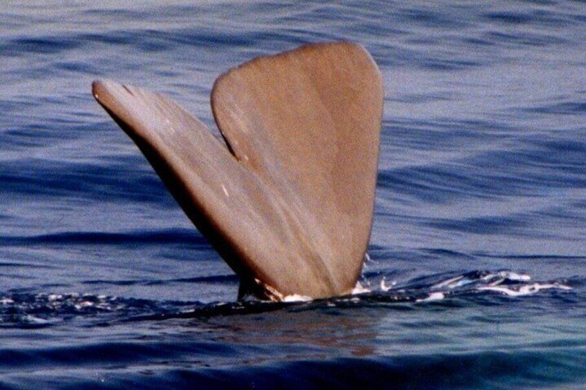 A whale fin partially submerged in water. 3