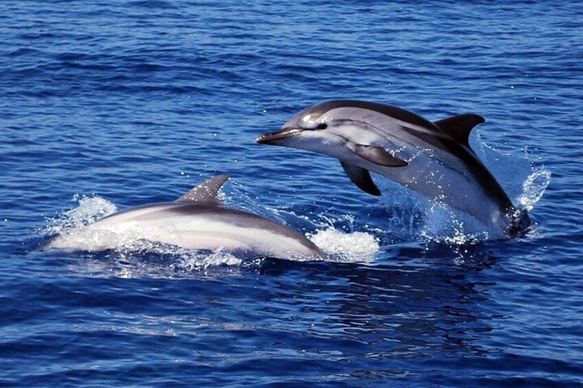Two dolphins jumping out of the water. 4