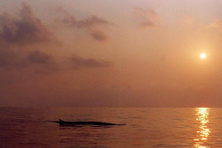 Whale Watching and Sailing Adventure in the Pelagos Sanctuary 5