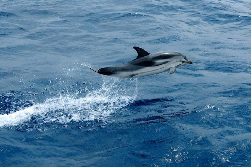 Whale Watching and Sailing Adventure in the Pelagos Sanctuary 1