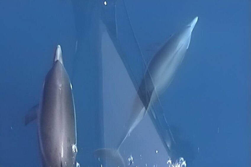 A dolphin swimming in the ocean. 5