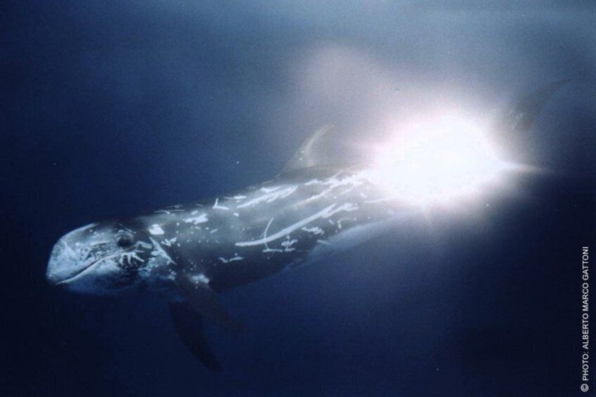 Whale Watching and Sailing Adventure in the Pelagos Sanctuary 3