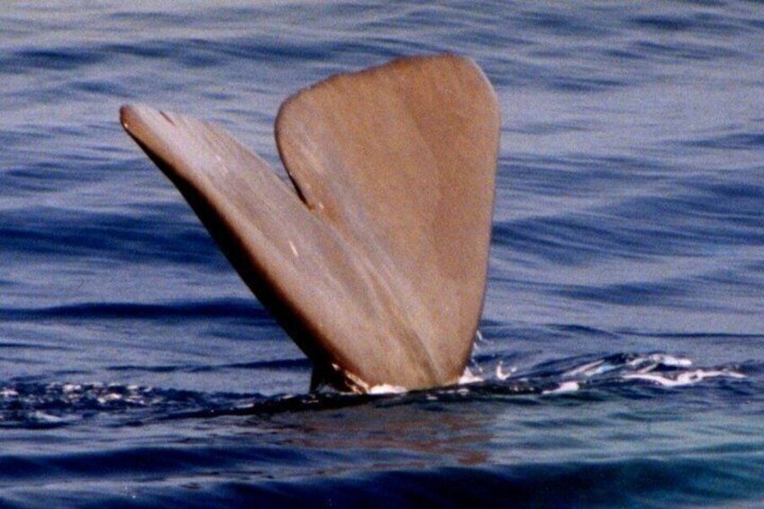 Whale Watching and Sailing Adventure in the Pelagos Sanctuary 4
