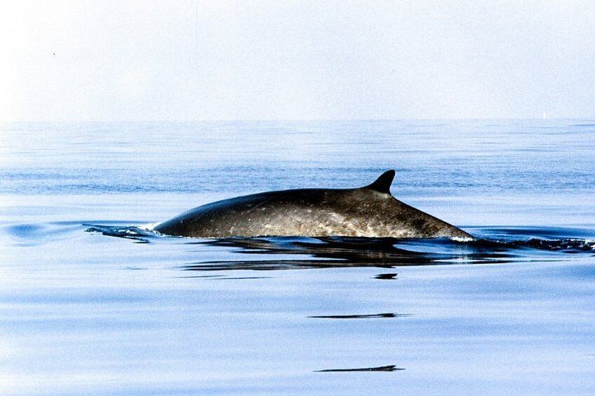 Whale Watching and Sailing Adventure in the Pelagos Sanctuary 3