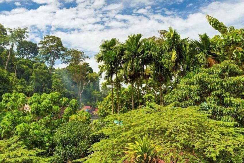 Private Taman Negara Overnight Jungle Trek with Cave Camping 3