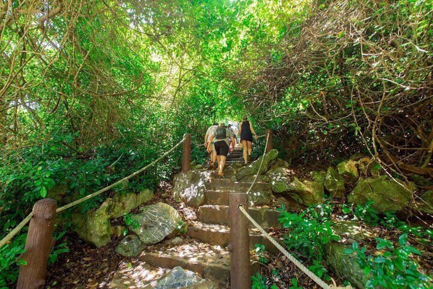 A wooden staircase surrounded by lush greenery and rocks. 4