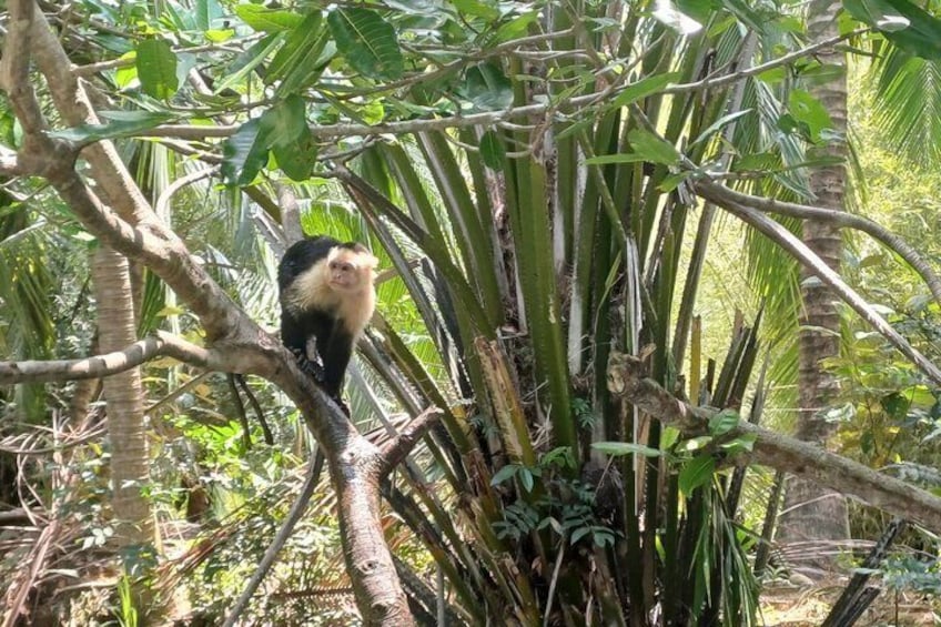White face monkeys + lazy + panoramic view of jaco + appetizer 1