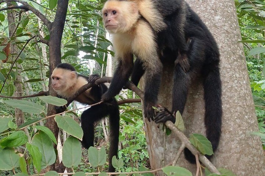 White face monkeys + lazy + panoramic view of jaco + appetizer 5