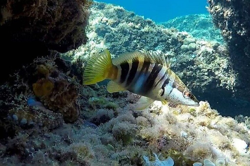 Kayak & snorkeling Tours around Bordighera 2