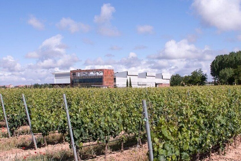 Premium Wine Tour and Wine Tasting in Aranda de Duero 4