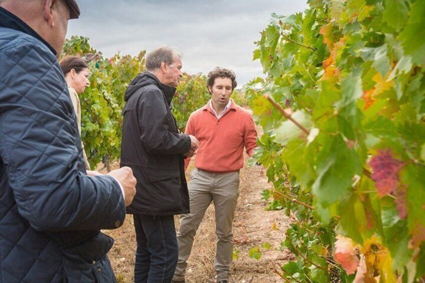 Premium Wine Tour and Wine Tasting in Aranda de Duero 2
