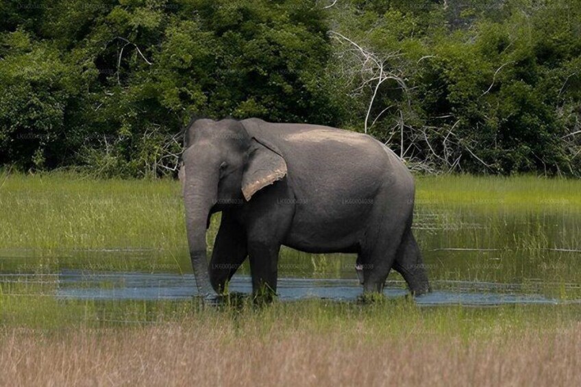 Maduru Oya National Park Private Safari from Pasikuda 3