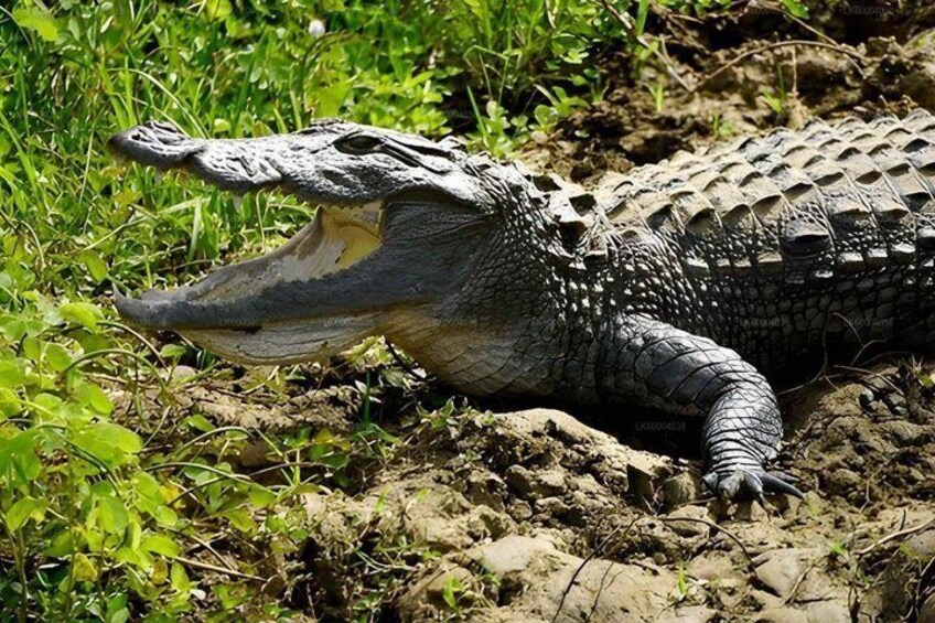 Maduru Oya National Park Private Safari from Pasikuda 5