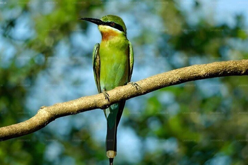 Maduru Oya National Park Private Safari from Pasikuda 4