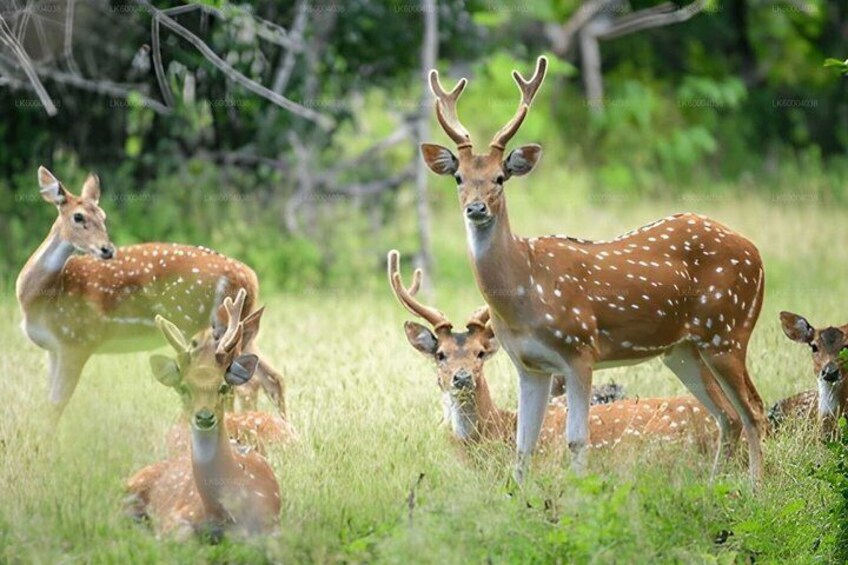 Maduru Oya National Park Private Safari from Pasikuda 2