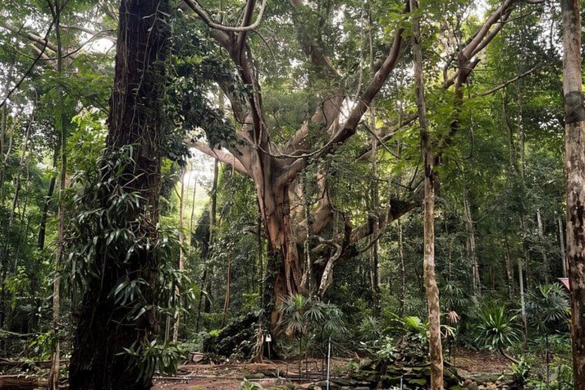 A dense forest with large trees and undergrowth. 5