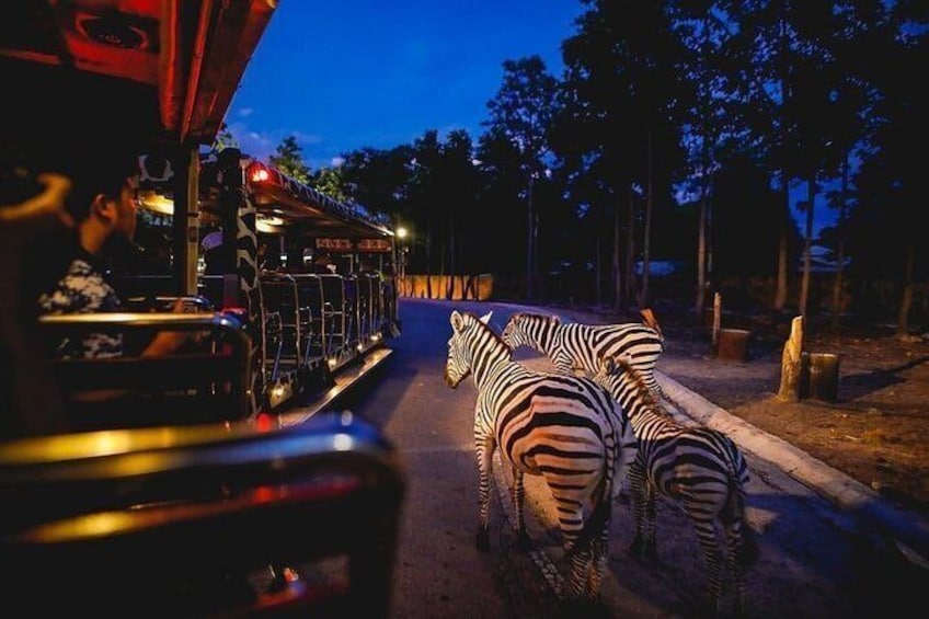 Singapore Night Safari with Tram Ride and Hotel Transfers 1