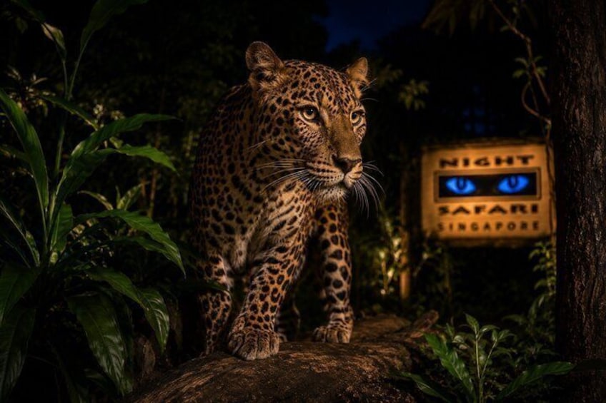 Singapore Night Safari with Tram Ride and Hotel Transfers 2