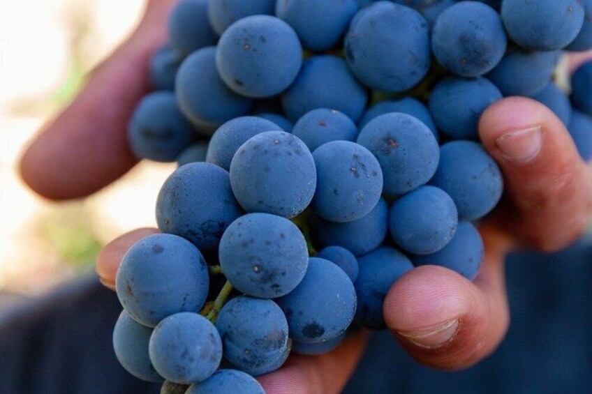 Wine Tasting Tour in Aranda de Duero 2