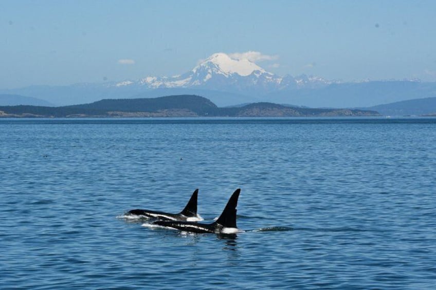 Friday Harbor Full Day Whale and Wildlife Safari 1