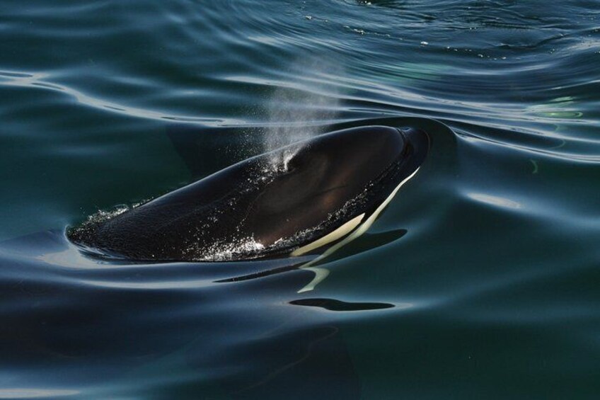A whale swimming in the ocean. 3