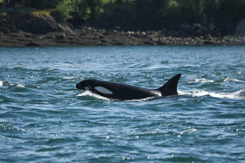 Friday Harbor Full Day Whale and Wildlife Safari 4