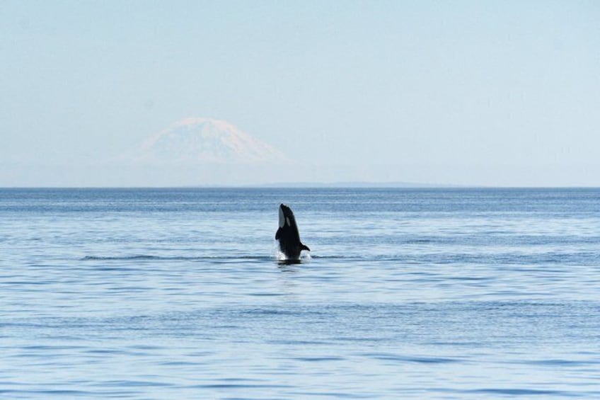 Friday Harbor Full Day Whale and Wildlife Safari 2