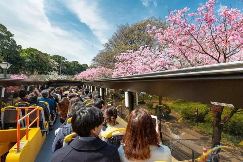 A group of people on a yellow tram, surrounded by cherry blossoms. 1