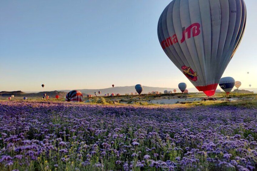 A field of purple flowers with hot air balloons in the background. 2