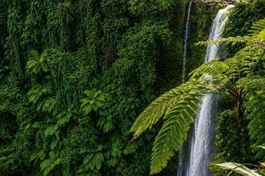 Samoa Waterfalls and Pools Tour with Transport 4