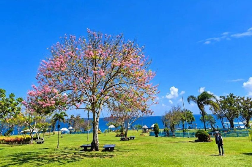 A park with a prominent pink flowering tree, a grassy area, and a distant view of the ocean. 3