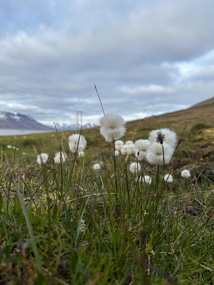 Picture 3 for Activity Longyearbyen: Hype hike with Snacks and Drinks 5