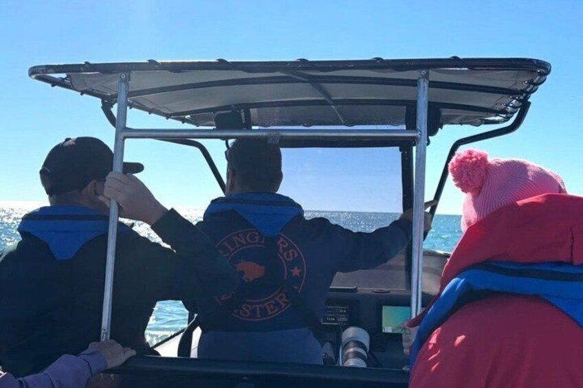 Swim With the Whales 4