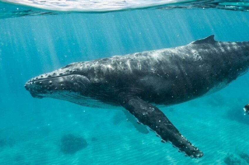 Swim With the Whales 1
