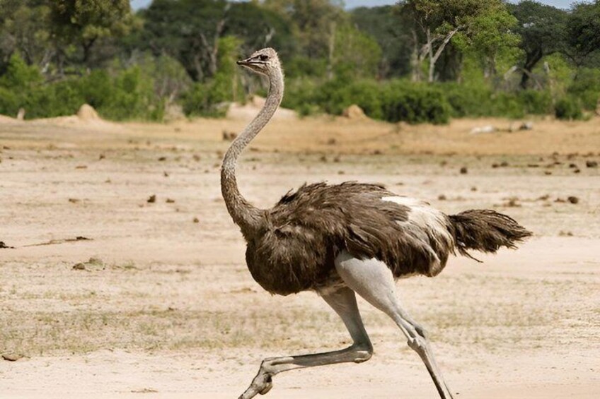 1 Full Day of Shared Safari in Nyerere NP flying from Zanzibar 5