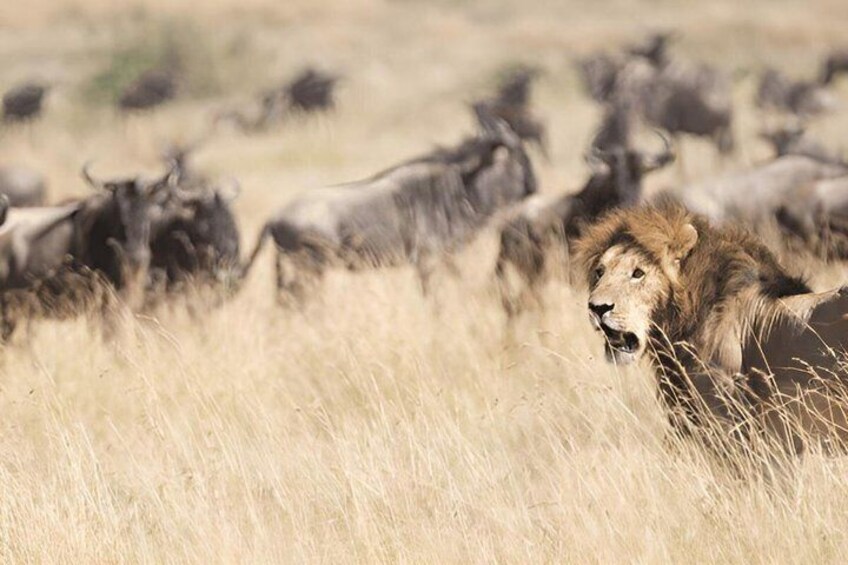 1 Full Day of Shared Safari in Nyerere NP flying from Zanzibar 1